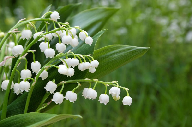 Смертельно красивые! 11 самых опасных растений в Беларуси 🌱