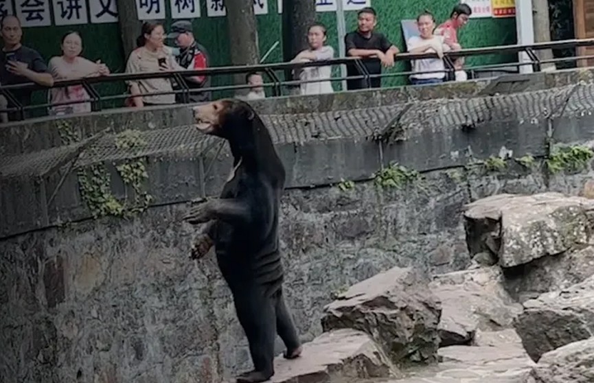 Китайский зоопарк обвинили в показе переодетых людей вместо малайских медведей