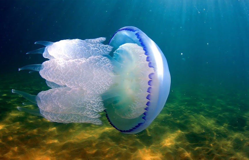 Нашествие медуз в Азовском море превратило его в «суп» (ФОТО и ВИДЕО)