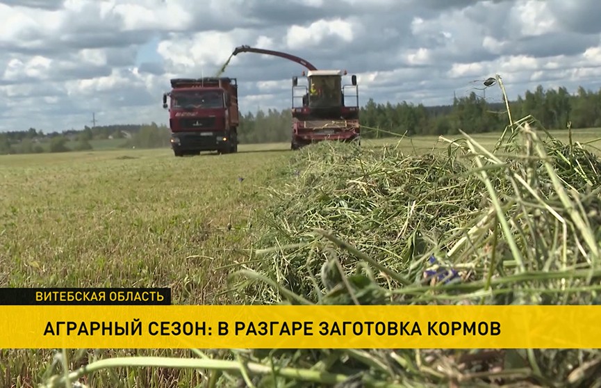 В Беларуси активно идет кормозаготовка: есть трудности, но аграрии корректирую планы