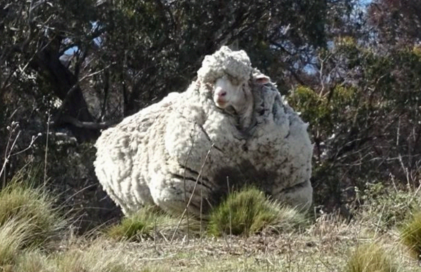 В Австралии умерла самая заросшая овца в мире