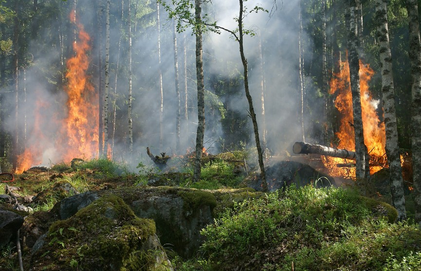 В 58 районах Беларуси введен запрет на посещение лесов
