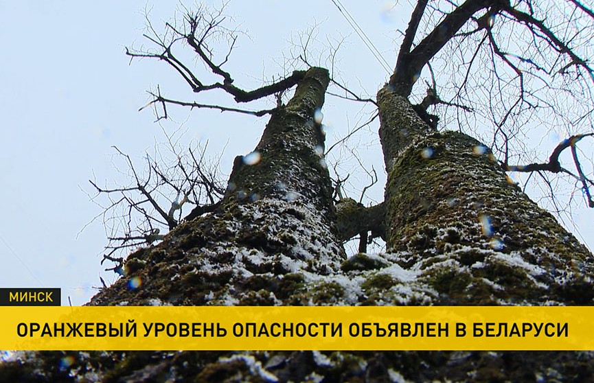 Сильный ветер и дождь оставили без электричества больше тысячи населённых пунктов в Беларуси