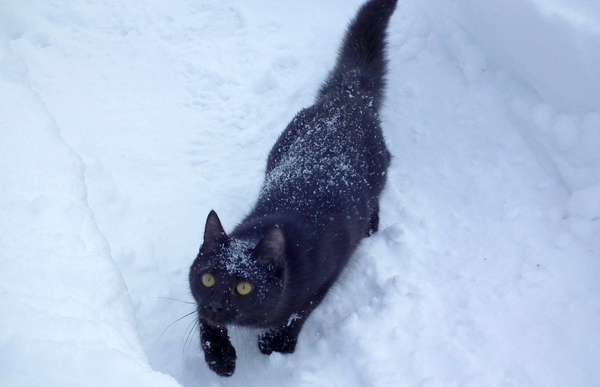 «В прошлой жизни была пингвином». Кошка очень любит снег и удивила пользователей интернета. Полюбуйтесь, это действительно странно (ВИДЕО)