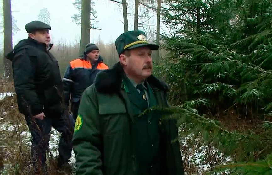 На усиленную охрану лесов переходят в Беларуси