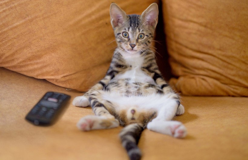 Котенок увидел еду в телевизоре и начал лизать экран. Посмотрите, и почему он решил, что блюдо настоящее? (ВИДЕО)