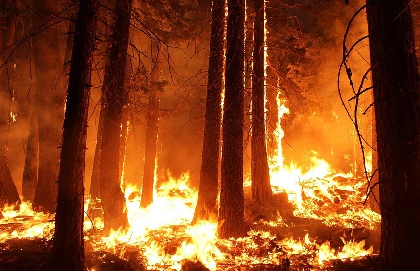 СМИ: жители Аризоны эвакуируются из-за природных пожаров