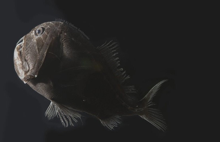 ФОТОФАКТ: ученые нашли рыб, которые практически «невидимы»