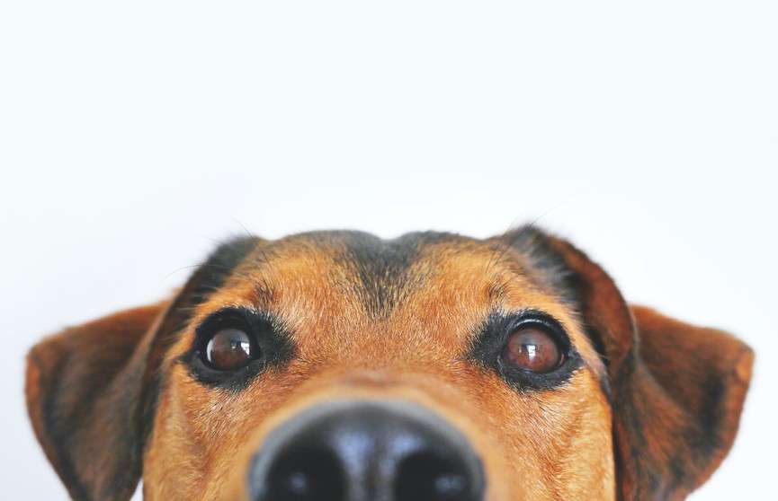 «Как перестать смеяться?» Реакция собаки на укол у ветеринара заставила Сеть хохотать. Только посмотрите на выражение пса!