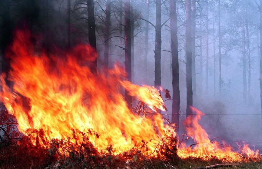 Первые лесные пожары зафиксированы в Беларуси