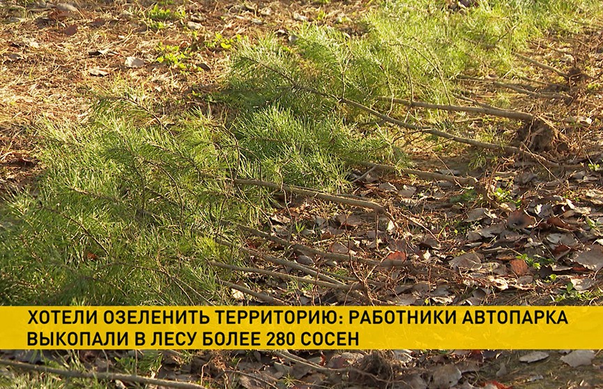Работники автопарка выкопали в лесу более 280 сосен