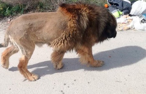 Лев или собака? В Испании прохожие увидели на улице животное и «обознались»