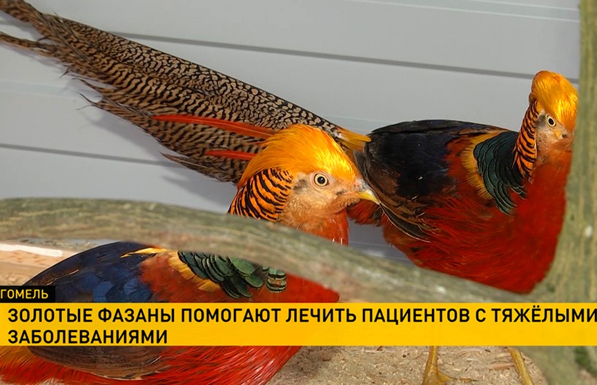 В Гомеле запустили уникальный оздоровительный проект с участием фазанов