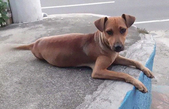 Беременная бездомная собака пришла за помощью в ветклинику