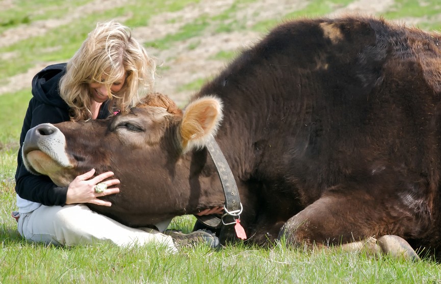 Терапевтические сеансы объятий с коровами: в США отель предлагает туристам необычную услугу