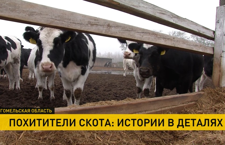 «Коров по ночам режут и вывозят в Россию». Рассказываем подробности резонансного дела, которое упомянул Лукашенко