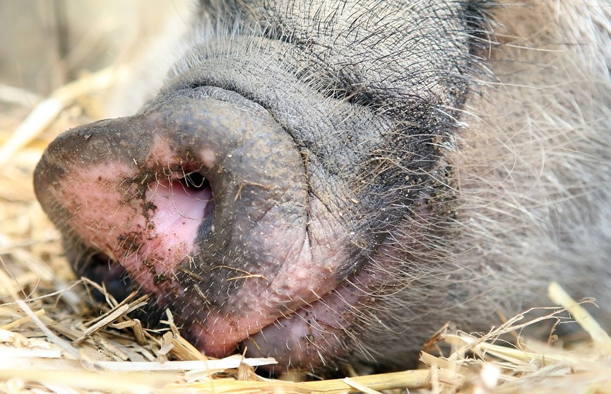 В Лепельском районе работник украл у нанимателя свиней и продал их