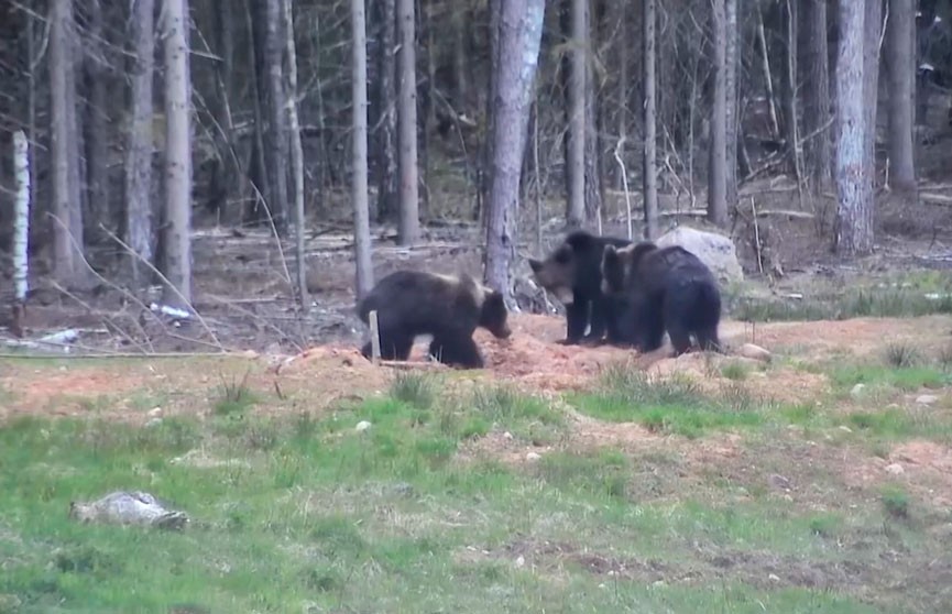 Охранять нельзя охотиться: чем может обернуться встреча с медведем вне леса