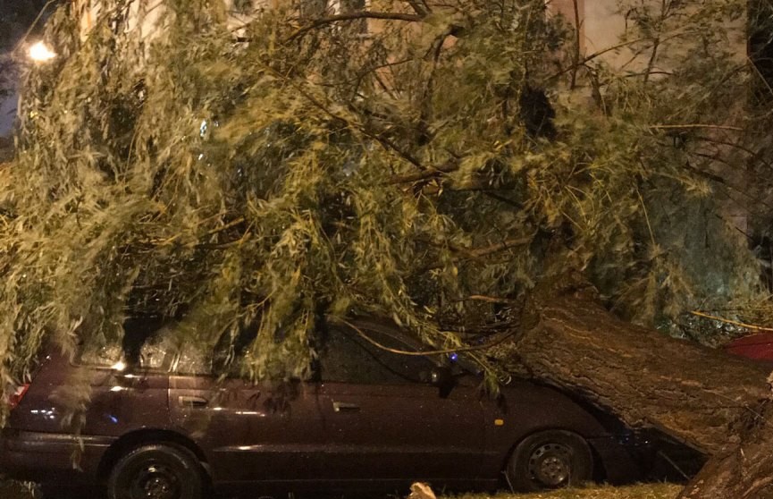 В Бресте сильный ветер валил деревья на автомобили (ВИДЕО и ФОТО)