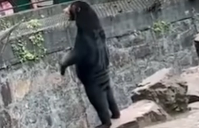 Посетители китайского зоопарка заподозрили медведя в том, что он человек
