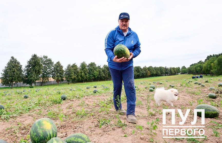 Лукашенко собирает арбузы на личном подворье