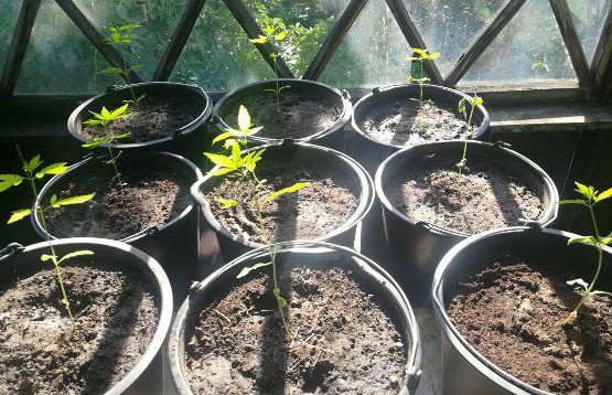 Дурманящий сад: минчанка вместо цветочков посадила коноплю на чердаке