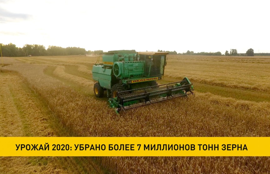 Урожай-2020: убрано более 7 млн тонн зерна