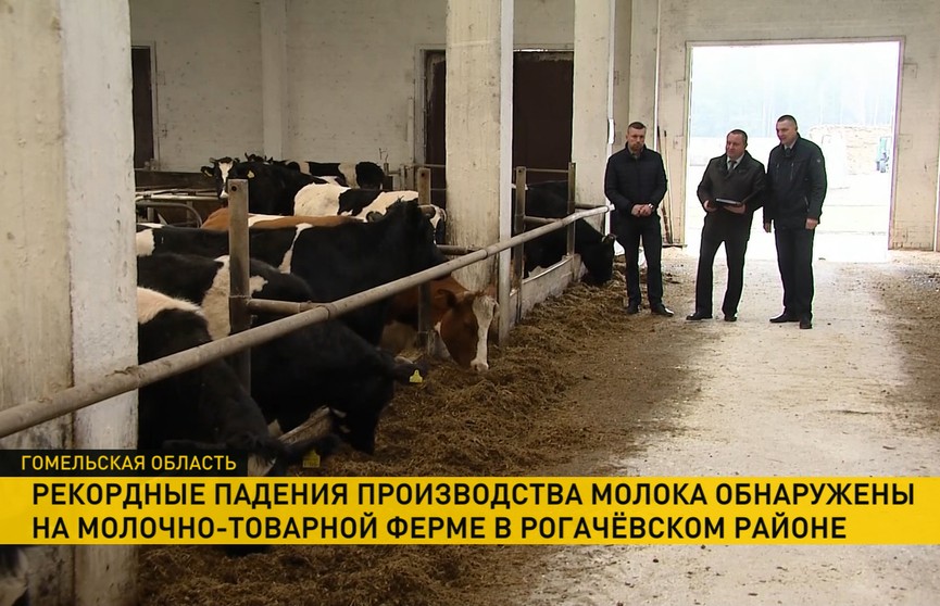 Коров кормили одним силосом. Из-за чего рекордно упали надои на ферме в в Гомельской области