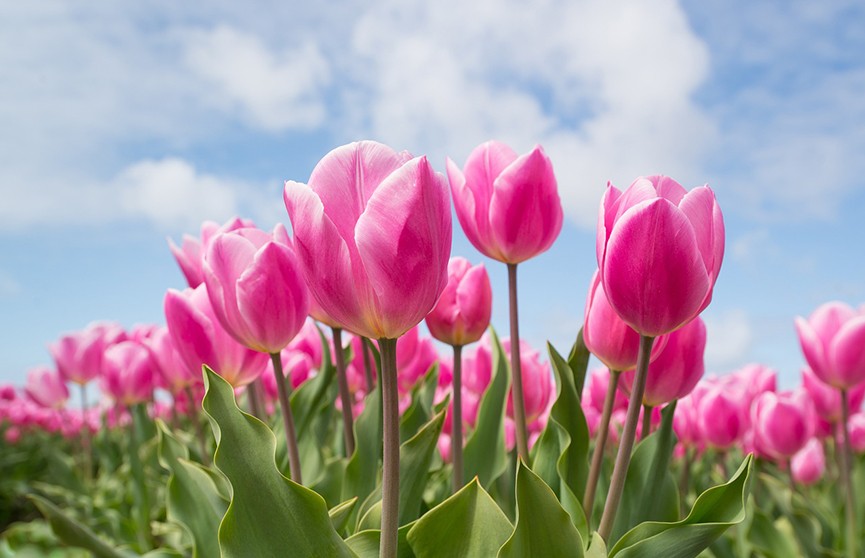 Нидерланды, Колумбия и Эквадор – названы мировые лидеры цветочного экспорта