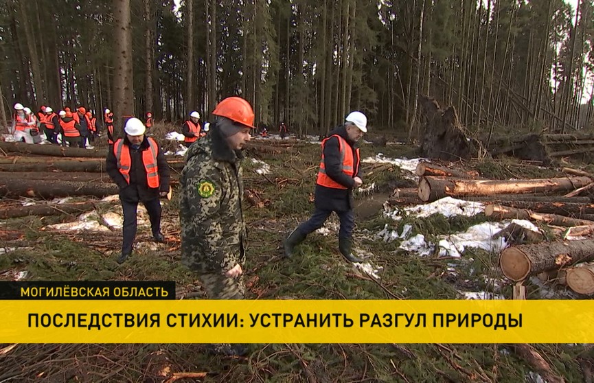 С работой на буреломных лесосеках на Могилёвщине ознакомился заместитель премьер-министра Юрий Назаров