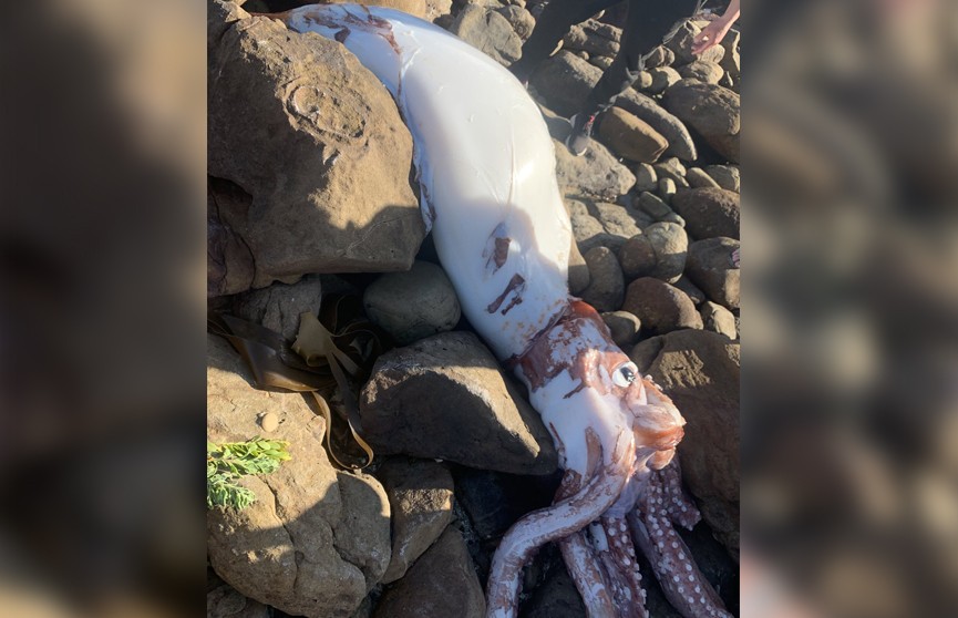 Тушу гигантского кальмара обнаружили на пляже в ЮАР