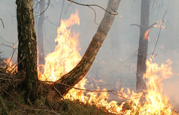 Почти 900 лесных пожаров произошло  в Беларуси с начала года