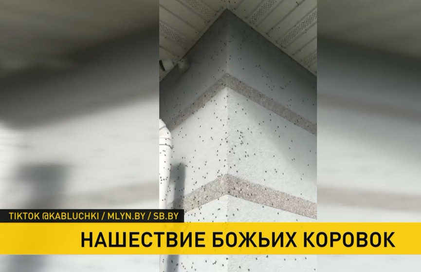 Нашествие божьих коровок зафиксировано в Минской и Гродненской областях