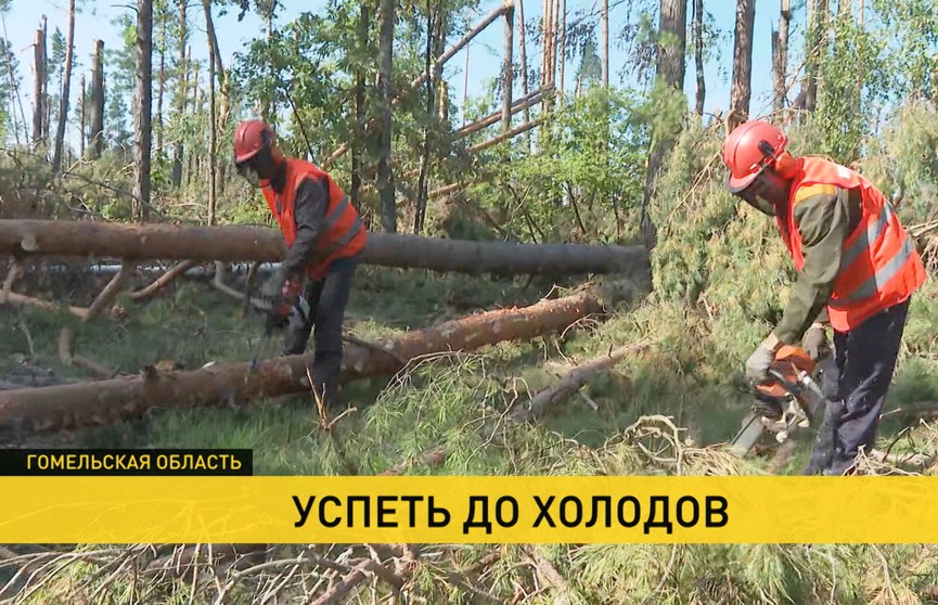 В Беларуси продолжают устранять последствия разрушительного июльского урагана