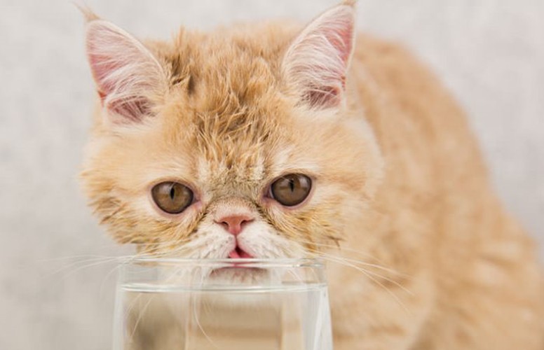 Кот взял чашку в лапу, попил воды и шокировал хозяев (ВИДЕО)