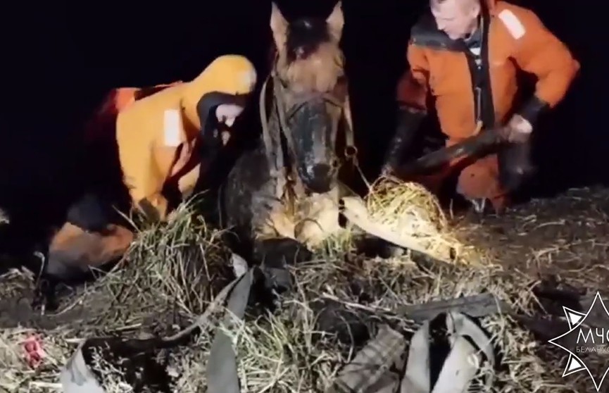 В Ошмянском районе работники МЧС спасли лошадь, которая едва не утонула в болоте