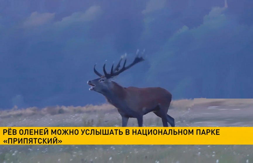 Стать свидетелем рева оленей можно в нацпарке «Припятский» (ВИДЕО)