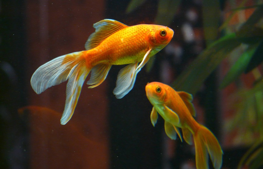 Как правильно подобрать рыбок в аквариум? Несколько важных советов