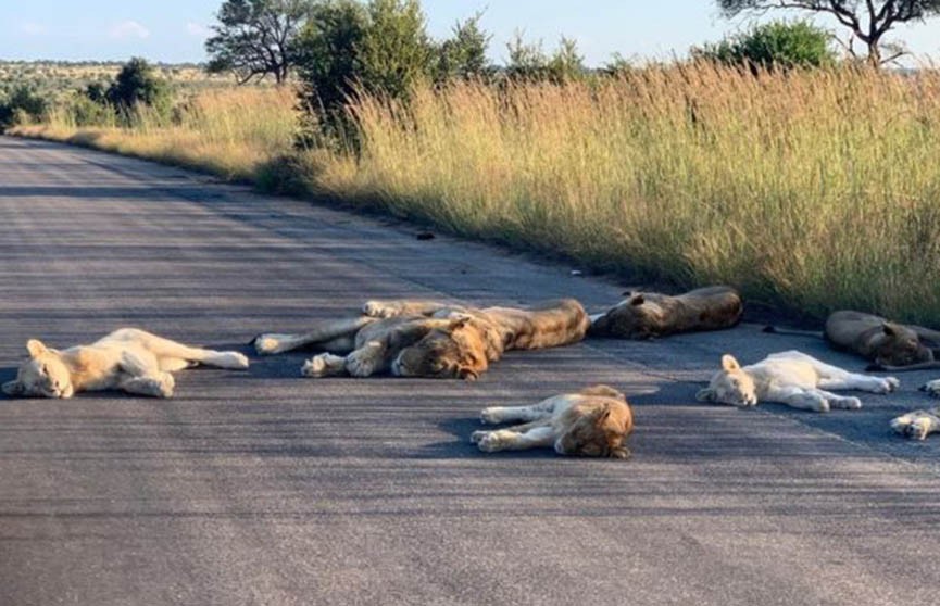 ФОТОФАКТ: львы отвыкли от туристов и заснули прямо на дороге