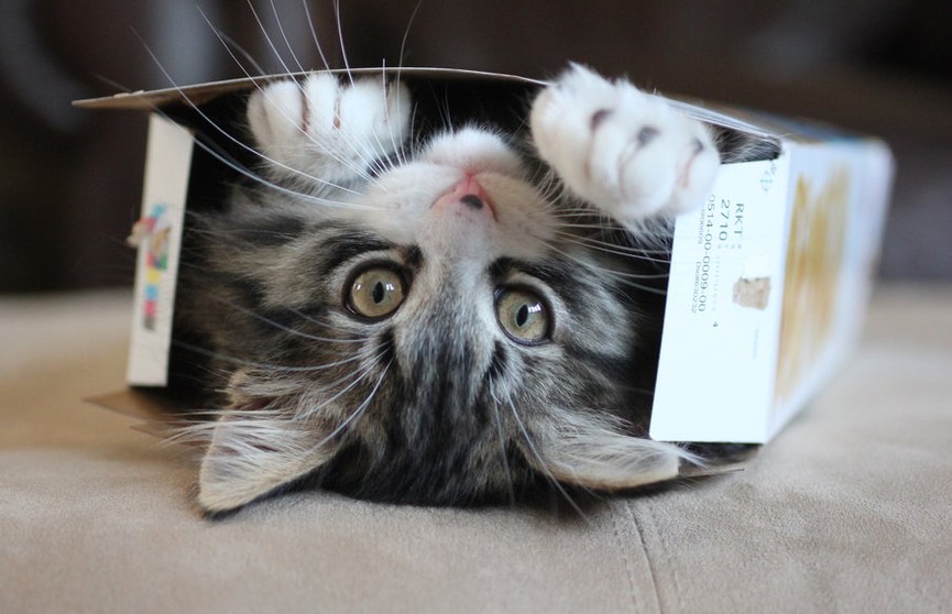Ученые рассказали, почему коты так любят коробки