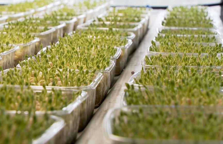 Руккола, горох, злаки: как  вырастить микрозелень на подоконнике?