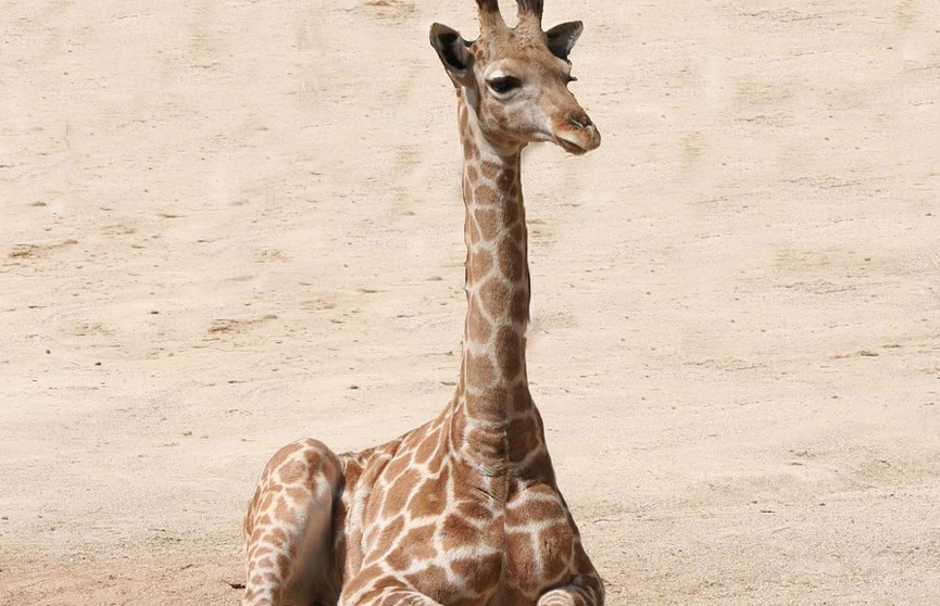 На Бали жирафа, родившегося во время пандемии, назвали Корона