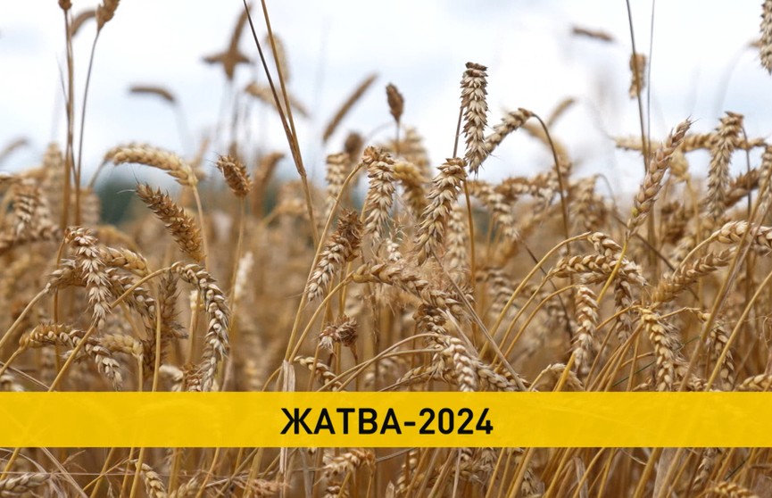В Беларуси собрано более четырех миллионов тонн зерна