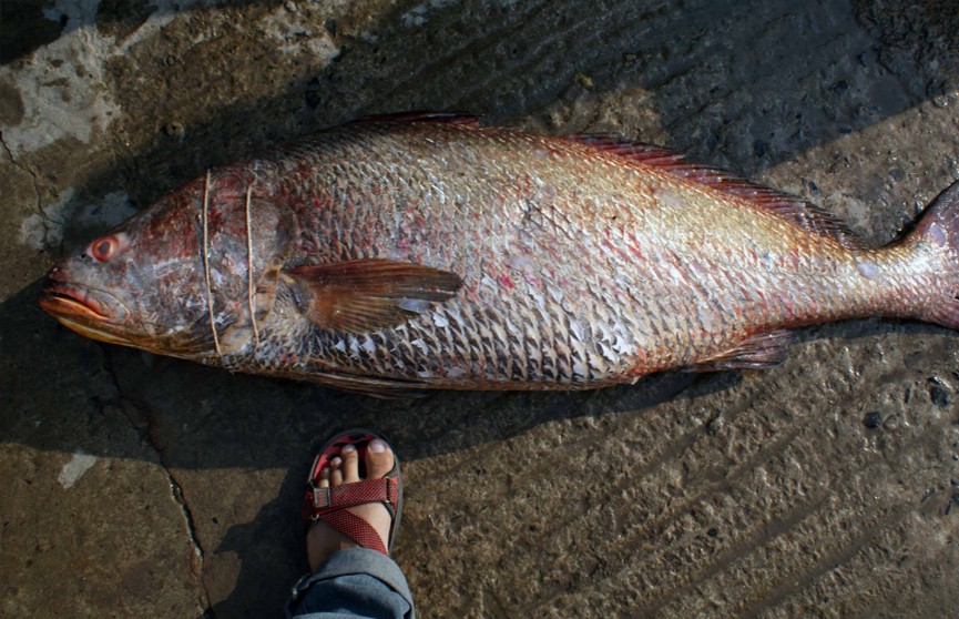Рыбак поймал 150 редчайших рыб «с золотым сердцем» и стал миллионером