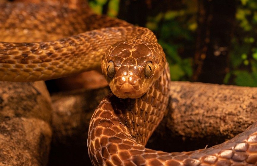 Змея устроила пиршество в курятнике: в Таиланде поймали четырехметрового хищника