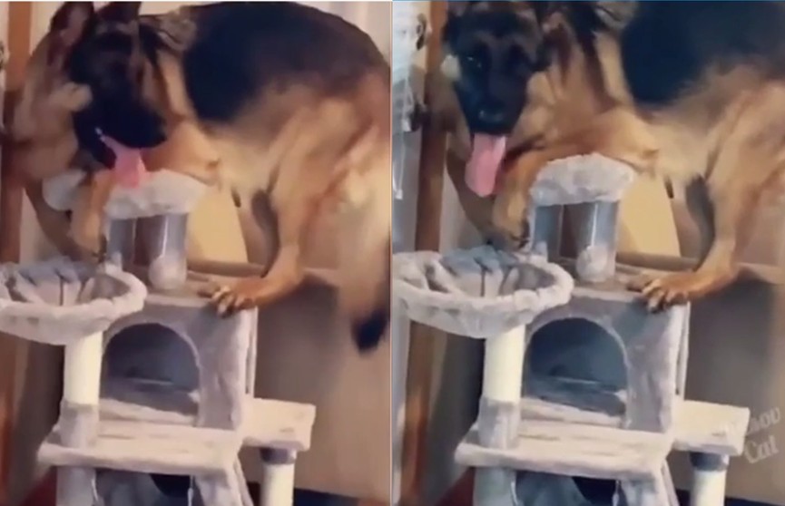«Мастер маскировки»: пёс притворился котом и заставил хохотать соцсети (ВИДЕО)