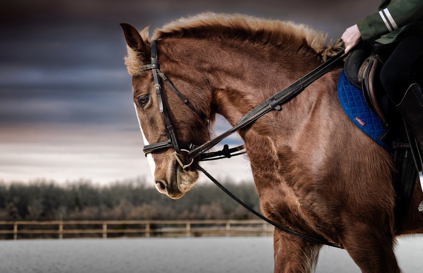Лошадь нашла у наездницы смертельную болезнь и спасла ей жизнь