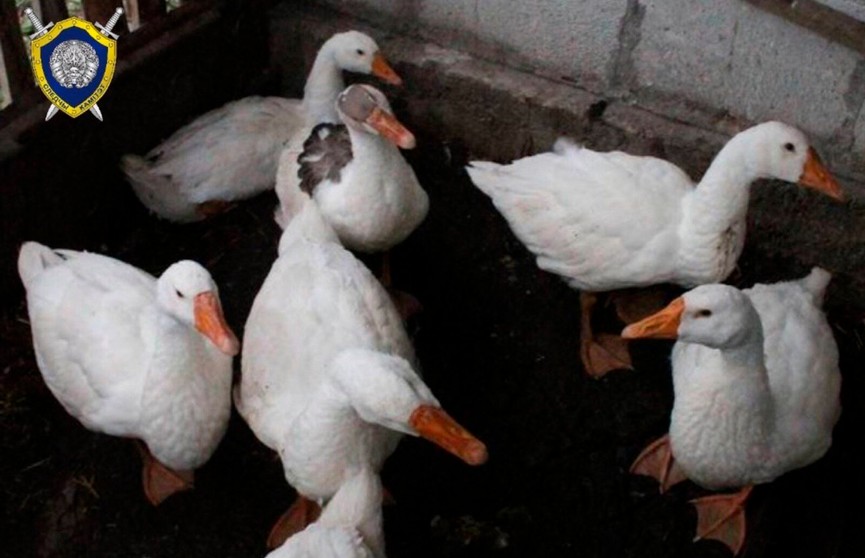 Мужчина в Гродненском районе украл гусей, но его нашли