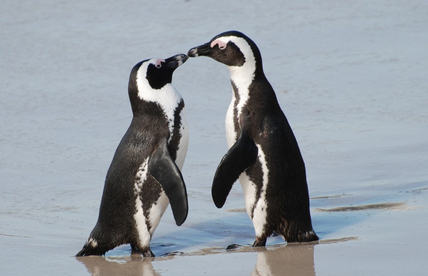 Пингвины делают предложение своей половинке так же, как люди. Посмотрите, какие милашки!