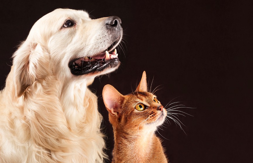 10 минут общения с кошками и собаками снижают уровень стресса